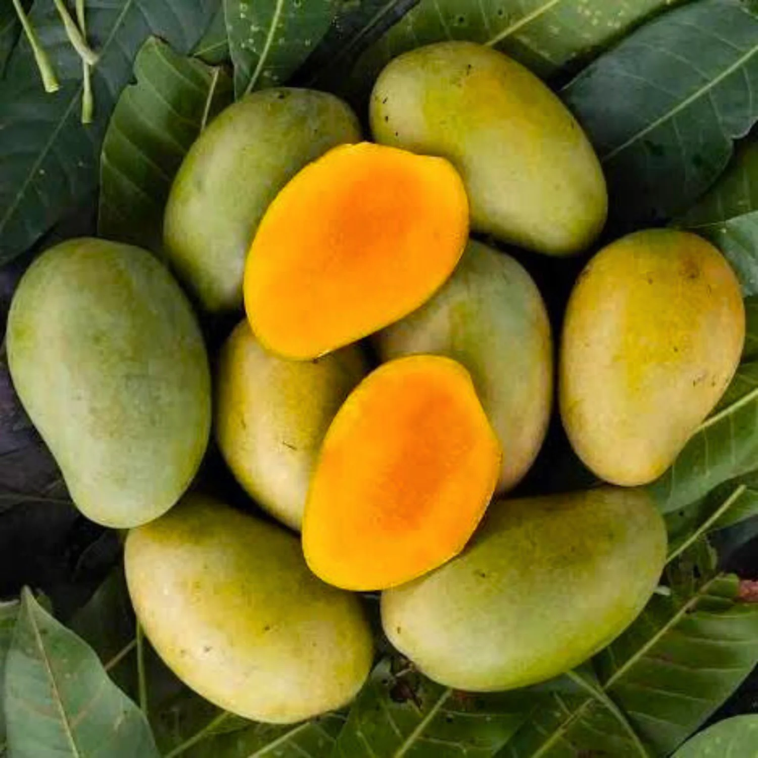 আমের ছবি