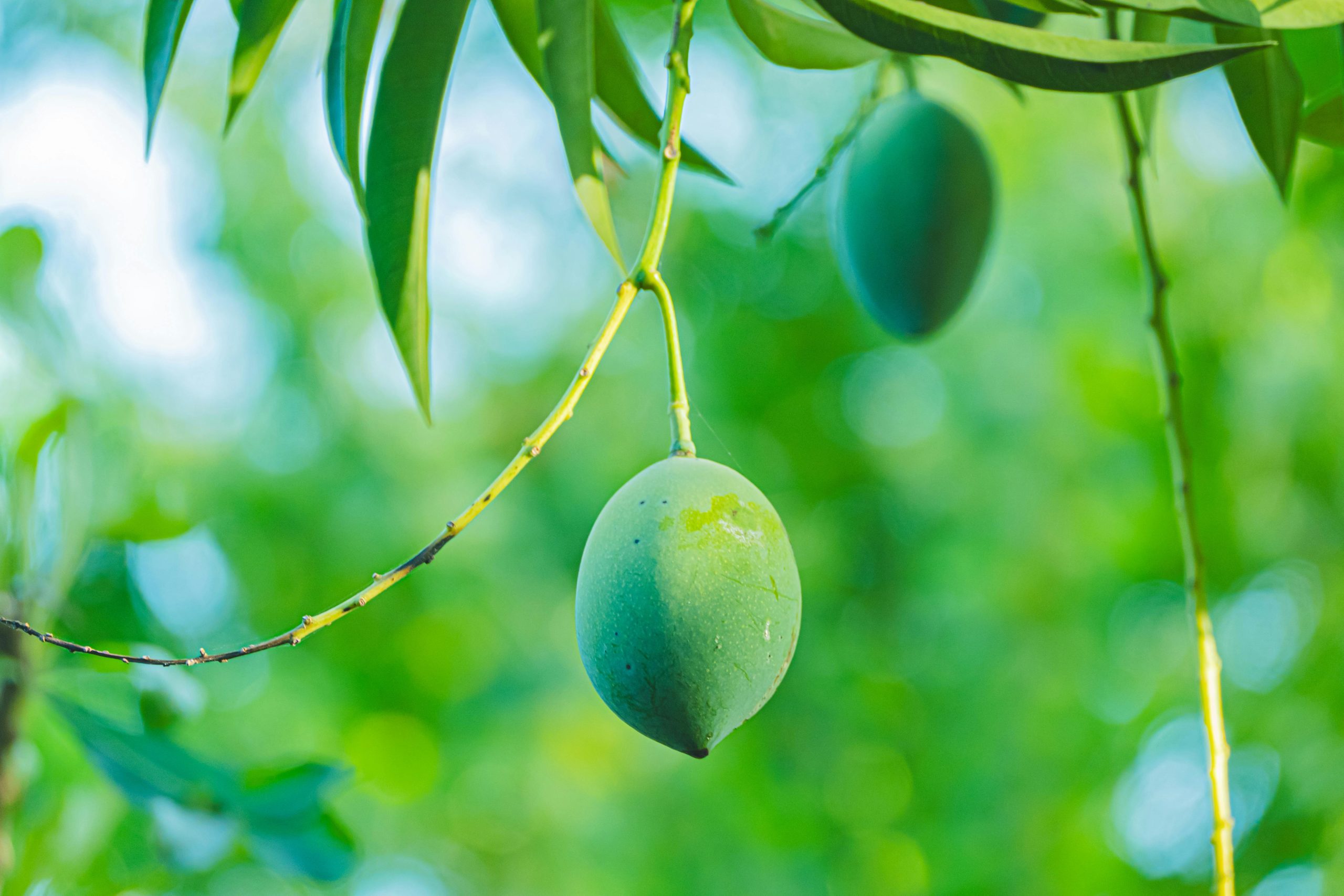আমের ছবি