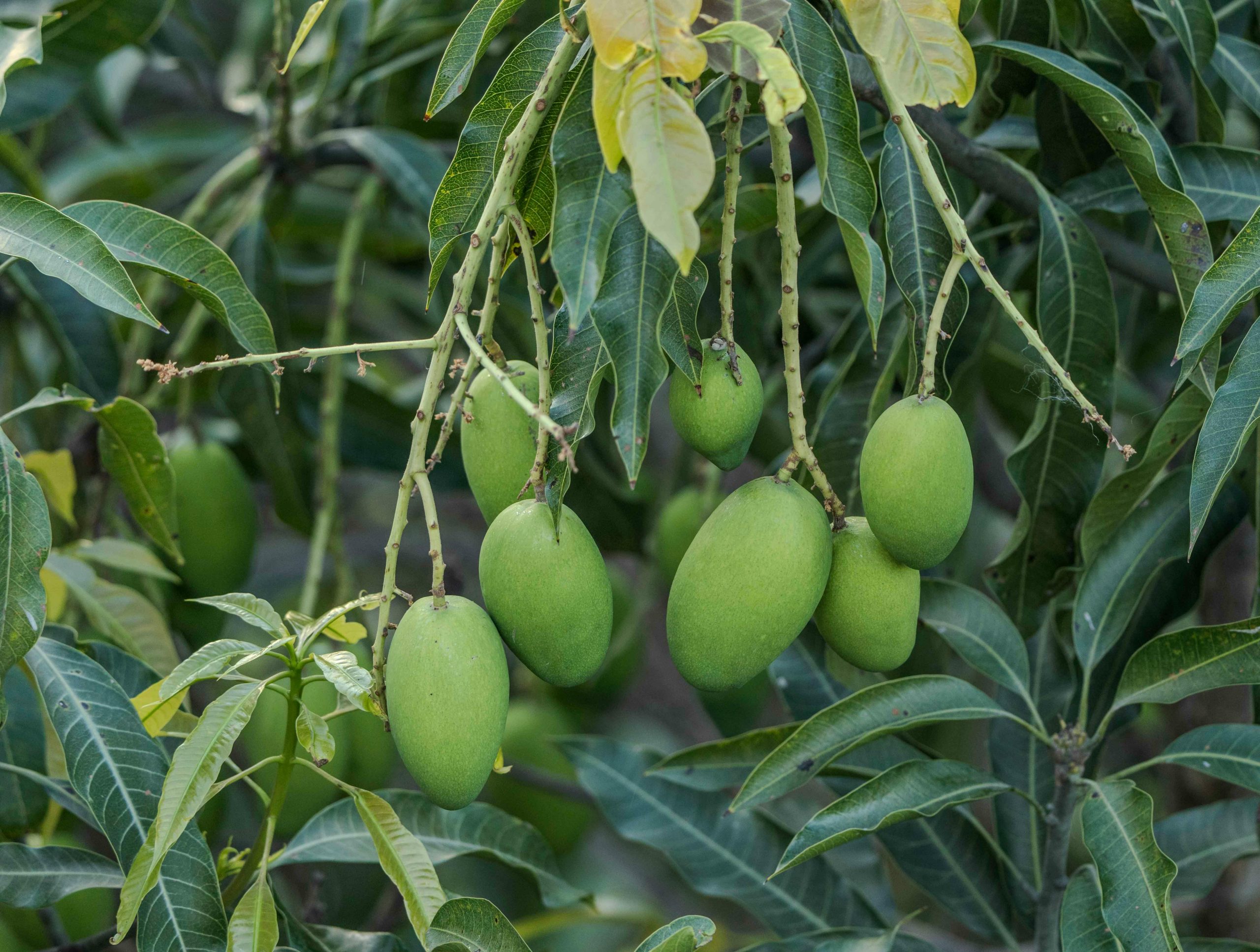 আমের ছবি