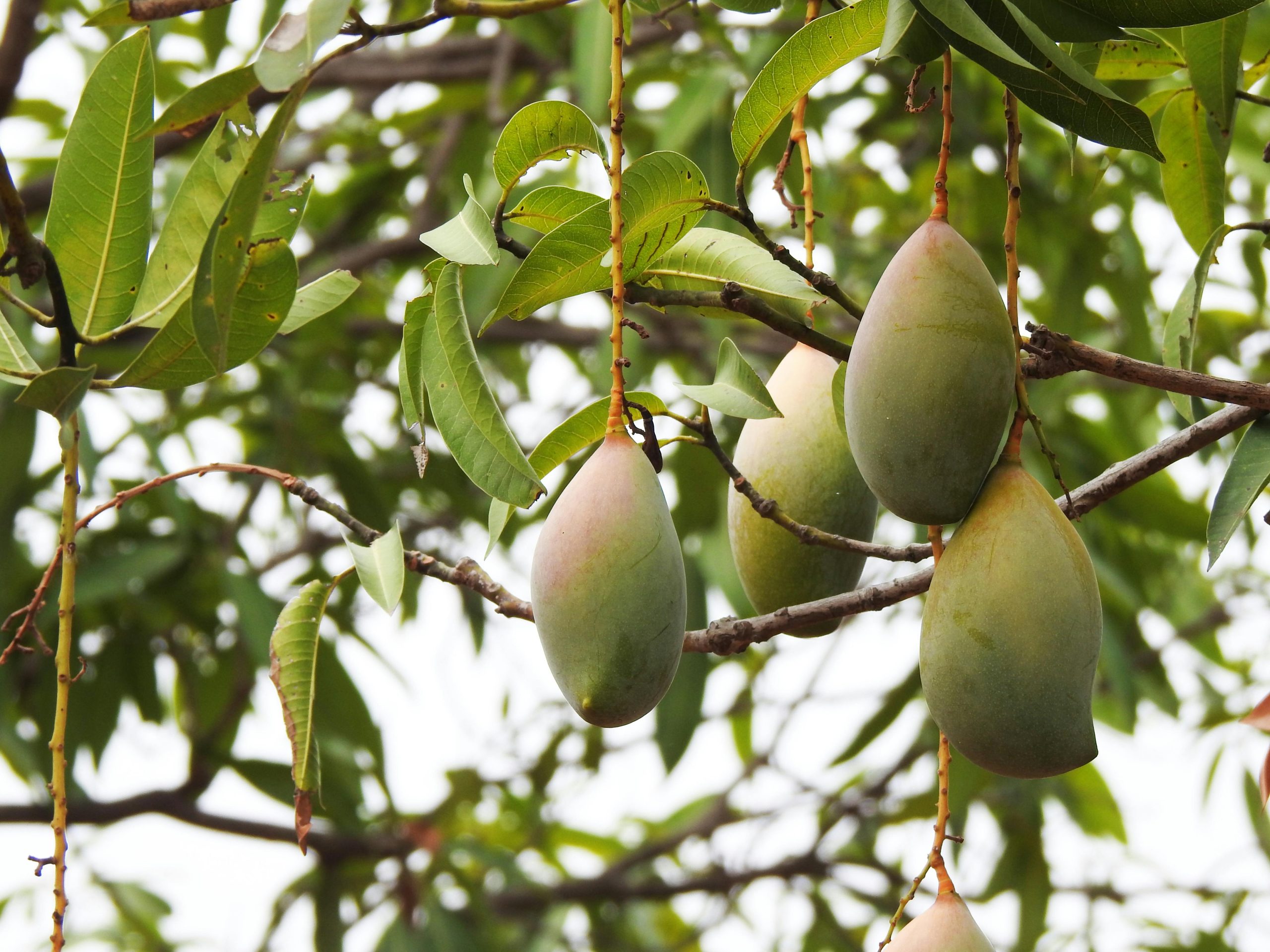 আমের ছবি